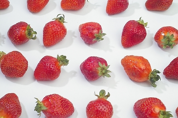 포토 JPG 식물 열매 과일 딸기 사람없음 농작물 빨간딸기 왕딸기 국내포토 농업 파일형식