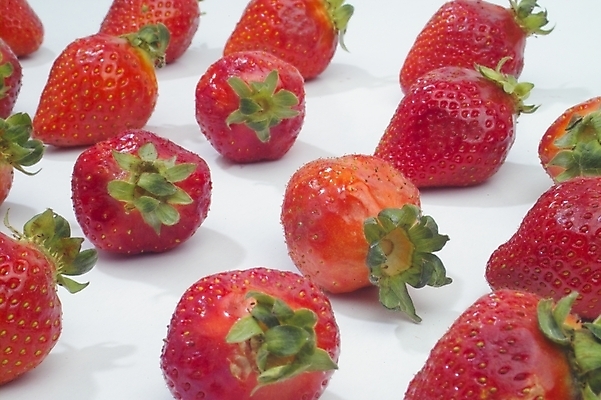 포토 JPG 식물 열매 과일 딸기 사람없음 농작물 빨간딸기 왕딸기 국내포토 농업 파일형식