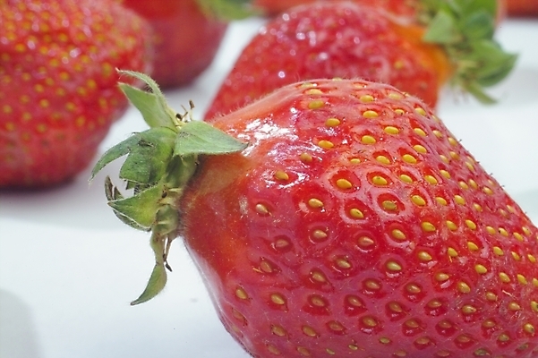 포토 JPG 식물 열매 과일 딸기 사람없음 농작물 빨간딸기 왕딸기 국내포토 농업 파일형식