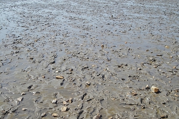 포토 JPG 주간 바다 자연 풍경 해변 사람없음 야외 흙 진흙 갯벌 보문사 석모도 국내포토 자연요소 사찰 생태계 강화도 파일형식