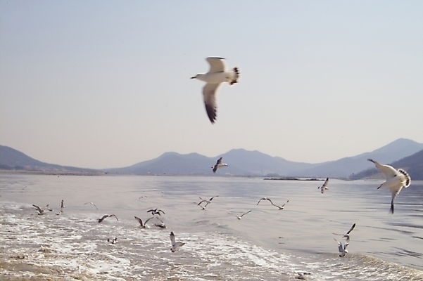 포토 JPG 주간 동물 척추동물 바다 갈매기 조류 하늘 산 사람없음 야외 석모도 국내포토 자연요소 파일형식