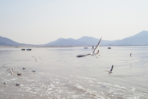 포토 JPG 주간 동물 척추동물 바다 갈매기 조류 하늘 산 사람없음 야외 석모도 국내포토 자연요소 파일형식