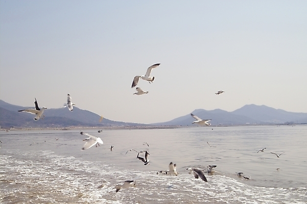 포토 JPG 주간 동물 척추동물 바다 갈매기 조류 하늘 산 사람없음 야외 석모도 국내포토 자연요소 파일형식