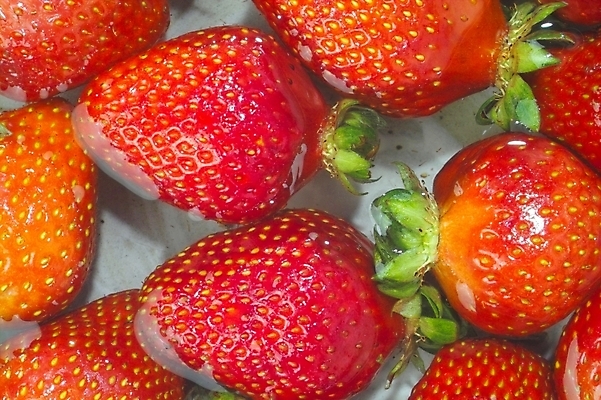 포토 JPG 식물 웰빙 열매 과일 딸기 사람없음 농작물 빨간딸기 왕딸기 국내포토 농업 파일형식