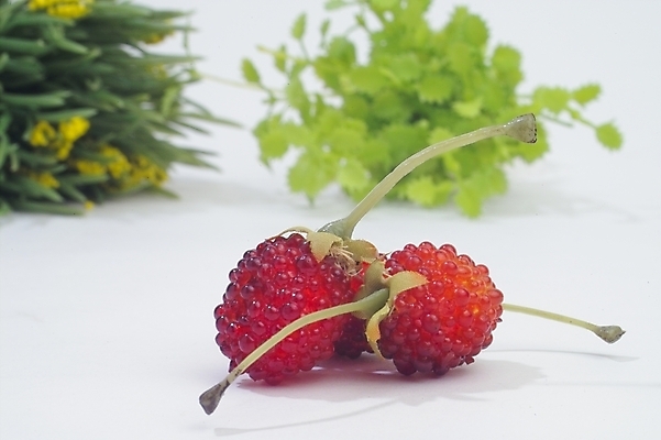 포토 JPG 스튜디오촬영 식물 웰빙 채소 과일 딸기 사람없음 농작물 미나리 부추꽃 국내포토 꽃 농업 실내 파일형식