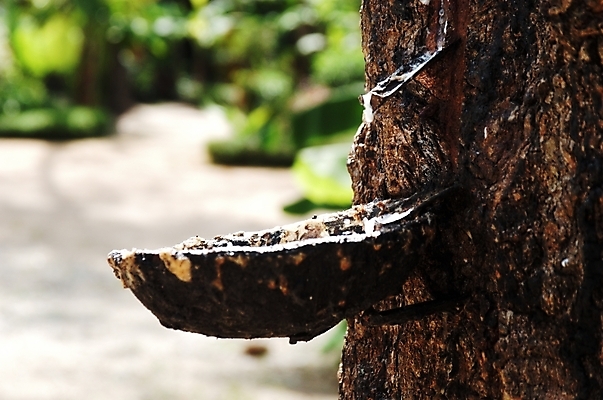 포토 JPG 주간 나무 식물 아시아 여행 사람없음 야외 관광지 마을 운송업 고무 고무나무 국내포토 자연요소 나라 산업 파일형식