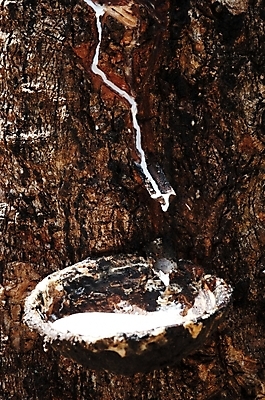 포토 JPG 주간 나무 식물 아시아 여행 사람없음 야외 관광지 마을 운송업 고무 고무나무 국내포토 자연요소 나라 산업 파일형식