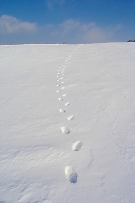 포토 JPG 주간 사계절 계절 백그라운드 설경 겨울 자연현상 자연 풍경 초원 사람없음 야외 눈 발자국 대설 국내포토 자연요소 자국 날씨 절기 생태계 파일형식