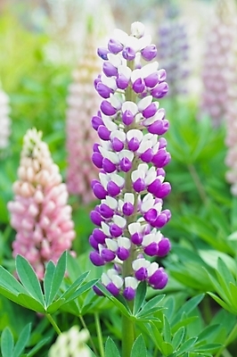 포토 JPG 식물 꽃 잎 꽃밭 자연 사람없음 보라색 식물원 루피너스 국내포토 컬러 생태계 파일형식