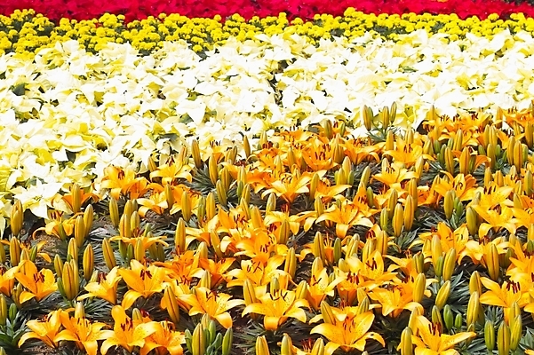 포토 JPG 식물 꽃 여러송이 꽃밭 여름꽃 자연 사람없음 백합 식물원 나리 나리꽃 국내포토 다수 생태계 파일형식 여름_계절