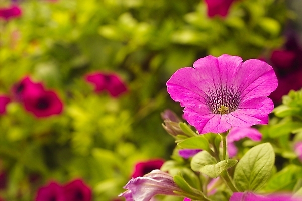 포토 JPG 식물 꽃 여러송이 잎 꽃밭 여름꽃 봄꽃 자연 사람없음 메꽃 국내포토 다수 봄 생태계 파일형식 여름_계절