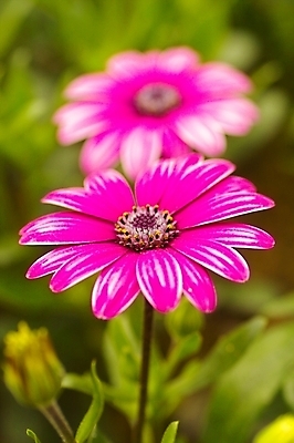 포토 JPG 식물 꽃 분홍색 꽃밭 봄꽃 자연 사람없음 두송이 오스테오스펄멈 국내포토 컬러 2 봄 생태계 파일형식