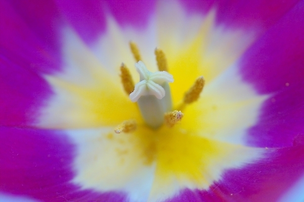 포토 JPG 식물 꽃 꽃밭 한송이 봄꽃 자연 근접촬영 사람없음 아네모네 국내포토 1 뷰포인트 봄 생태계 송이 파일형식