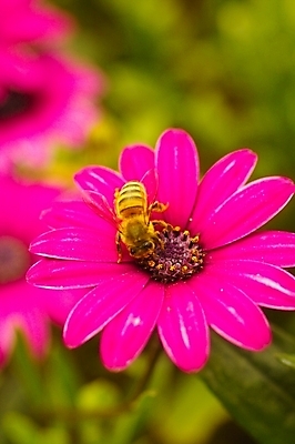 포토 JPG 식물 동물 꽃 분홍색 곤충 꽃밭 봄꽃 자연 사람없음 벌 오스테오스펄멈 국내포토 컬러 봄 생태계 파일형식