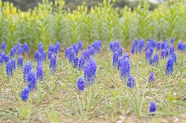 포토 JPG 주간 식물 꽃 여러송이 꽃밭 자연 사람없음 야외 보라색 식물원 루피너스 국내포토 자연요소 컬러 다수 생태계 파일형식