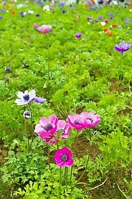 포토 JPG 주간 식물 꽃 여러송이 꽃밭 봄꽃 자연 사람없음 야외 식물원 아네모네 국내포토 자연요소 다수 봄 생태계 파일형식