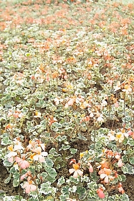 포토 JPG 주간 식물 꽃 꽃밭 여름꽃 자연 사람없음 야외 꽃집 식물원 제라늄 국내포토 자연요소 상점 생태계 파일형식 여름_계절