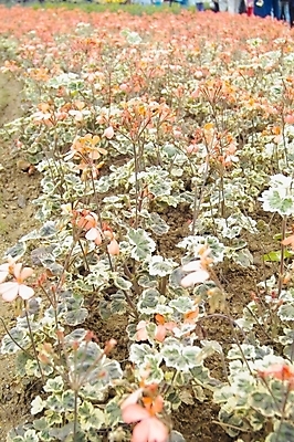 포토 JPG 주간 식물 꽃 꽃밭 여름꽃 자연 사람없음 야외 꽃집 식물원 제라늄 국내포토 자연요소 상점 생태계 파일형식 여름_계절