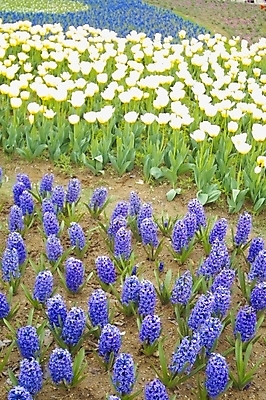 포토 JPG 주간 식물 꽃 여러송이 꽃밭 봄꽃 자연 사람없음 야외 튤립 식물원 루피너스 국내포토 자연요소 다수 봄 생태계 파일형식