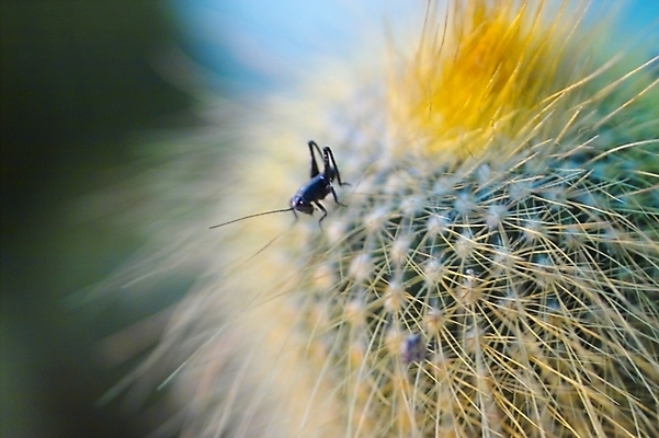 포토 JPG 식물 동물 곤충 자연 선인장 근접촬영 사람없음 가시 벌레 귀뚜라미 국내포토 뷰포인트 생태계 파일형식
