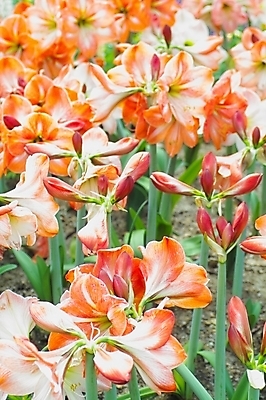 포토 JPG 주간 식물 꽃 여러송이 꽃밭 사람없음 야외 꽃집 식물원 군자란 국내포토 자연요소 다수 상점 파일형식