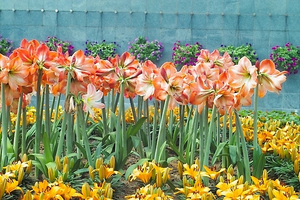 포토 JPG 주간 식물 꽃 여러송이 꽃밭 자연 사람없음 야외 꽃집 식물원 군자란 국내포토 자연요소 다수 상점 생태계 파일형식