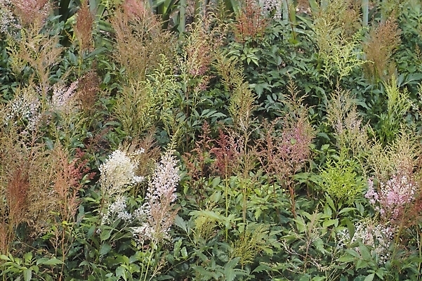 포토 JPG 나무 식물 자연 초원 사람없음 야외 풀 어린나무 국내포토 생태계 파일형식
