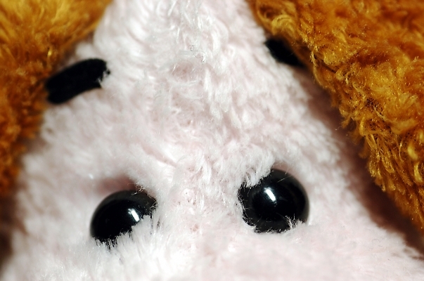 포토 JPG 인형 생활용품 근접촬영 사람없음 장난감 놀이용품 눈 개 강아지 오브젝트 인형놀이 유아용 강아지인형 반려 국내포토 자연요소 뷰포인트 포유류 놀이 날씨 반려동물 파일형식