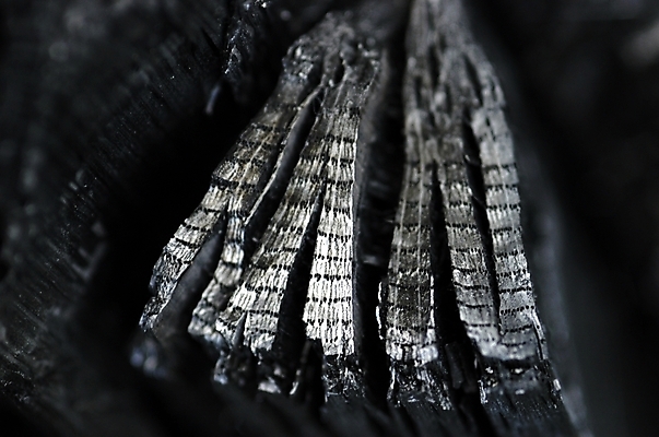 포토 JPG 백그라운드 패턴 근접촬영 사람없음 하이앵글 검은색 어둠 오브젝트 숯 공기정화 국내포토 뷰포인트 컬러 무늬 정화 파일형식