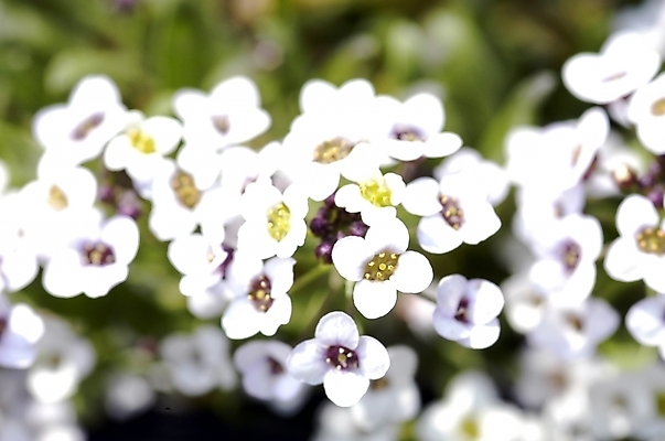 포토 JPG 주간 식물 계절 꽃 화초 여러송이 백그라운드 봄꽃 자연 근접촬영 사람없음 야외 아웃포커스 빛 하이앵글 햇빛 태양 봄 성장 흰색 소프트포커스 조팝나무 국내포토 자연요소 나무 뷰포인트 컬러 다수 촬영기법 생태계 파일형식