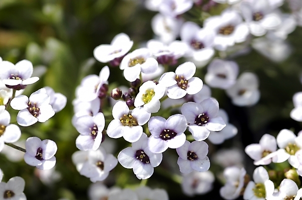 포토 JPG 주간 식물 계절 꽃 화초 여러송이 백그라운드 봄꽃 자연 근접촬영 사람없음 야외 아웃포커스 빛 하이앵글 햇빛 태양 봄 성장 흰색 조팝나무 국내포토 자연요소 나무 뷰포인트 컬러 다수 촬영기법 생태계 파일형식
