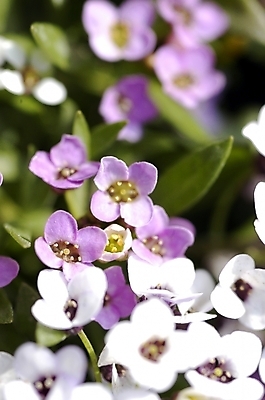 포토 JPG 주간 식물 계절 꽃 화초 컬러 여러송이 백그라운드 봄꽃 자연 근접촬영 사람없음 야외 아웃포커스 빛 하이앵글 햇빛 태양 보라색 봄 성장 흰색 조팝나무 국내포토 자연요소 나무 뷰포인트 다수 촬영기법 생태계 파일형식