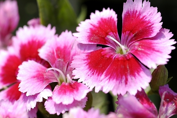 포토 JPG 주간 식물 꽃 화초 분홍색 컬러 여러송이 백그라운드 여름꽃 자연 근접촬영 사람없음 야외 하이앵글 성장 지면패랭이꽃 패랭이 국내포토 자연요소 뷰포인트 다수 생태계 패랭이꽃 파일형식 여름_계절