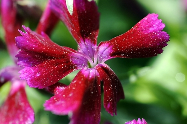포토 JPG 주간 식물 꽃 화초 컬러 여러송이 백그라운드 여름꽃 자연 근접촬영 사람없음 야외 아웃포커스 빨간색 빛 하이앵글 햇빛 태양 성장 지면패랭이꽃 패랭이 국내포토 자연요소 뷰포인트 다수 촬영기법 생태계 패랭이꽃 파일형식 여름_계절