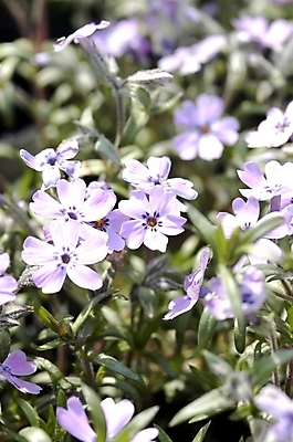 포토 JPG 주간 식물 꽃 화초 컬러 여러송이 봄꽃 자연 근접촬영 사람없음 야외 아웃포커스 빛 하이앵글 햇빛 태양 성장 연보라색 패랭이꽃 꽃잔디 지면패랭이꽃 국내포토 자연요소 뷰포인트 다수 촬영기법 보라색 봄 생태계 파일형식