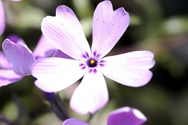 포토 JPG 주간 식물 계절 꽃 화초 컬러 여러송이 봄꽃 자연 근접촬영 사람없음 야외 아웃포커스 빛 하이앵글 햇빛 태양 봄 연보라색 꽃잔디 지면패랭이꽃 국내포토 자연요소 뷰포인트 다수 촬영기법 보라색 생태계 패랭이꽃 파일형식