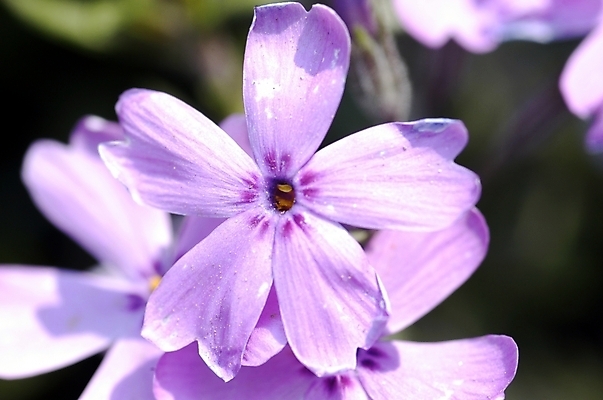 포토 JPG 주간 식물 계절 꽃 화초 컬러 여러송이 봄꽃 자연 근접촬영 사람없음 야외 빛 하이앵글 햇빛 태양 봄 성장 연보라색 꽃잔디 지면패랭이꽃 국내포토 자연요소 뷰포인트 다수 보라색 생태계 패랭이꽃 파일형식