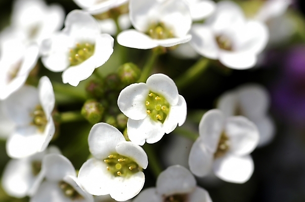 포토 JPG 주간 식물 꽃 여러송이 백그라운드 봄꽃 자연 근접촬영 사람없음 야외 아웃포커스 하이앵글 흰색 조팝나무 국내포토 자연요소 나무 뷰포인트 컬러 다수 촬영기법 봄 생태계 파일형식