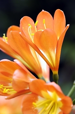 포토 JPG 주간 식물 꽃 여러송이 백그라운드 자연 근접촬영 사람없음 야외 아웃포커스 하이앵글 주황색 군자란 국내포토 자연요소 뷰포인트 컬러 다수 촬영기법 생태계 파일형식