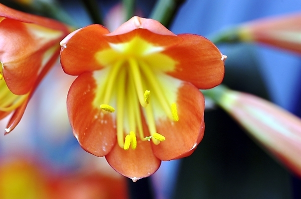 포토 JPG 주간 식물 꽃 여러송이 백그라운드 자연 근접촬영 사람없음 야외 아웃포커스 하이앵글 주황색 군자란 국내포토 자연요소 뷰포인트 컬러 다수 촬영기법 생태계 파일형식