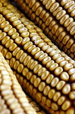 포토 JPG 주간 열매 음식 식재료 곡류 실내 옥수수 씨앗 근접촬영 사람없음 농작물 하이앵글 마른옥수수 국내포토 자연요소 식물 뷰포인트 농업 내부 파일형식