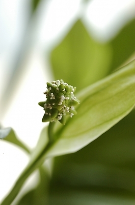 포토 JPG 주간 식물 꽃잎 꽃 잎 한송이 근접촬영 사람없음 야외 하이앵글 스파트필럼 국내포토 자연요소 1 뷰포인트 송이 파일형식