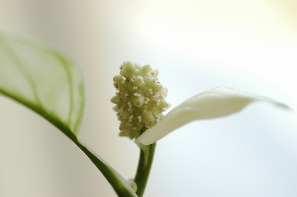 포토 JPG 주간 식물 꽃잎 꽃 잎 한송이 근접촬영 사람없음 야외 스파트필럼 국내포토 자연요소 1 뷰포인트 송이 파일형식