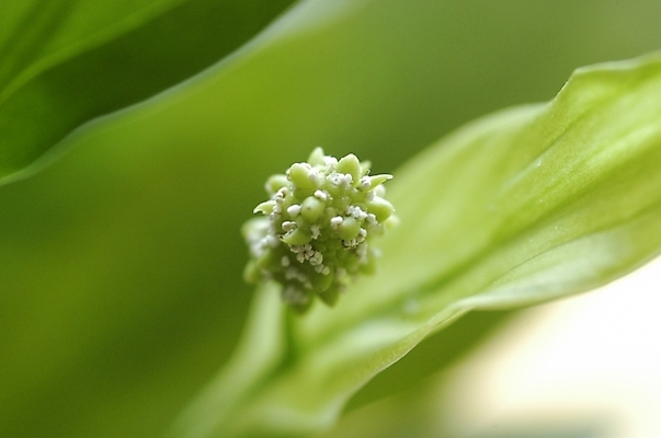 포토 JPG 주간 식물 꽃잎 꽃 잎 한송이 근접촬영 사람없음 야외 초록색 하이앵글 스파트필럼 국내포토 자연요소 1 뷰포인트 컬러 송이 파일형식