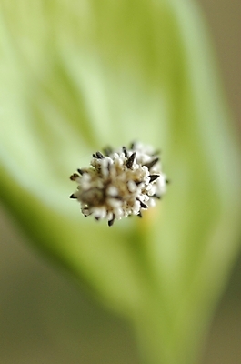 포토 JPG 주간 식물 꽃잎 꽃 잎 한송이 근접촬영 사람없음 야외 아웃포커스 초록색 하이앵글 스파트필럼 국내포토 자연요소 1 뷰포인트 컬러 촬영기법 송이 파일형식