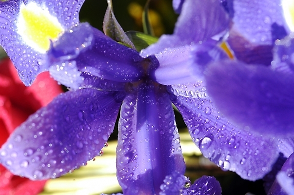 포토 JPG 주간 식물 꽃잎 꽃 잎 자연 근접촬영 사람없음 야외 하이앵글 보라색 물방울 아이리스 붓꽃 꽃창포 창포 국내포토 자연요소 뷰포인트 컬러 생태계 파일형식