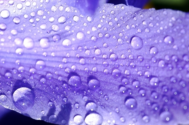 포토 JPG 식물 꽃잎 꽃 잎 자연 근접촬영 사람없음 야외 하이앵글 보라색 물방울 아이리스 붓꽃 꽃창포 창포 국내포토 뷰포인트 컬러 생태계 파일형식