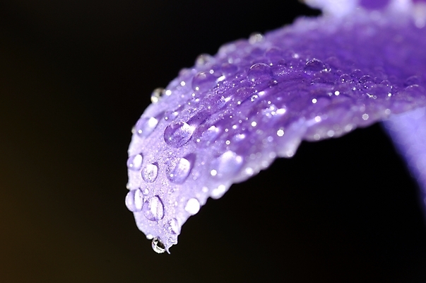 포토 JPG 식물 꽃잎 꽃 잎 자연 근접촬영 사람없음 야외 하이앵글 보라색 물방울 아이리스 붓꽃 꽃창포 창포 국내포토 뷰포인트 컬러 생태계 파일형식