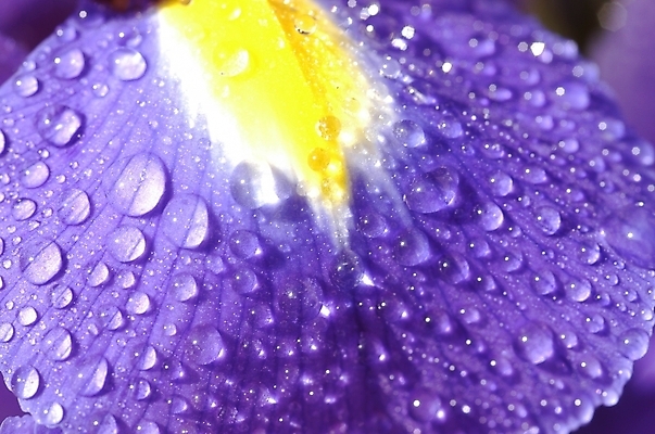 포토 JPG 주간 식물 꽃잎 꽃 백그라운드 잎 자연 근접촬영 사람없음 야외 하이앵글 보라색 물방울 아이리스 붓꽃 꽃창포 창포 국내포토 자연요소 뷰포인트 컬러 생태계 파일형식