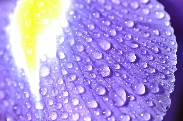 포토 JPG 주간 식물 꽃잎 꽃 백그라운드 잎 자연 근접촬영 사람없음 야외 하이앵글 보라색 물방울 아이리스 붓꽃 꽃창포 창포 국내포토 자연요소 뷰포인트 컬러 생태계 파일형식